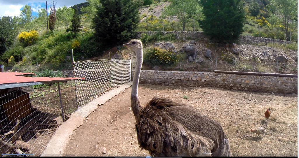Koustenis Village Dimitsana Dış mekan fotoğraf